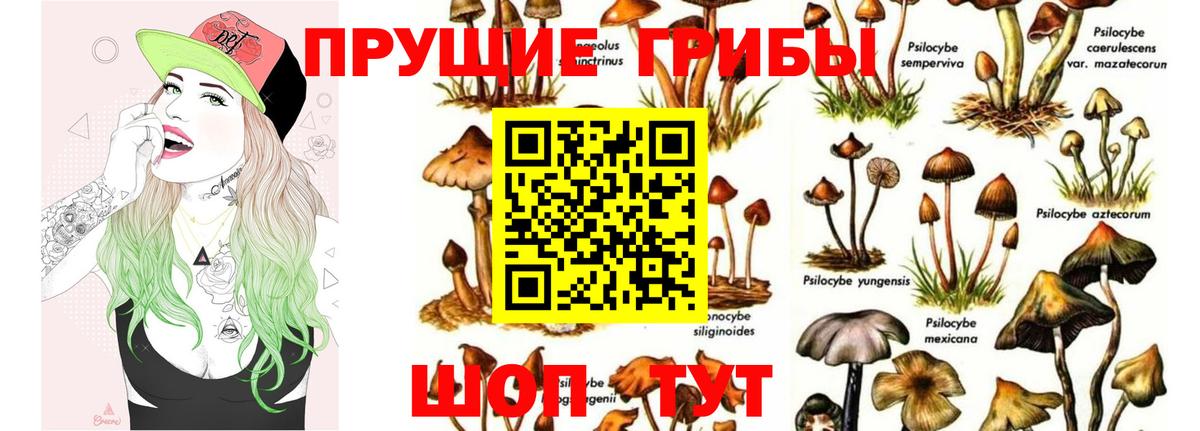 Галлюциногенные грибы GOLDEN TEACHER  Галлюциногенные грибы Psilocybine cubensis  Астрахань  Вход с VPN 